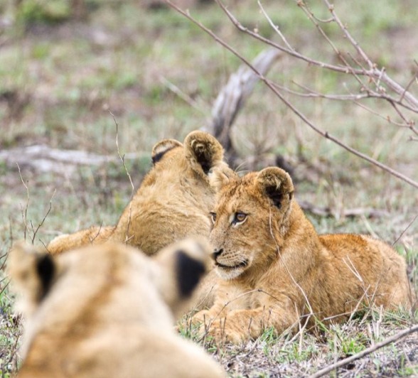 Sabi Sabi Jana Du Plessis Styx Lions In Veld