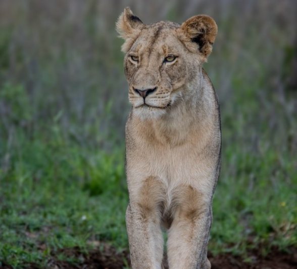 Sabi Sabi Ronald Mutero Musthlu Lioness