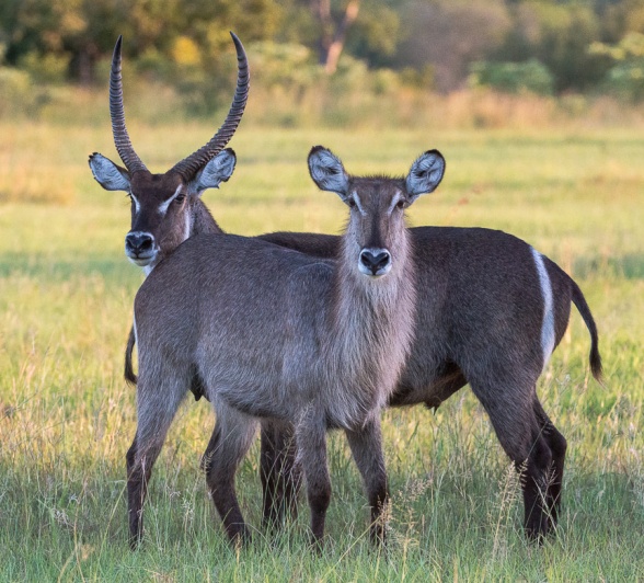 Two Waterbuck's stand next to each other with one not having any horns