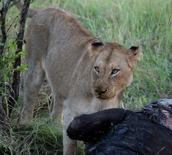 A24Daniel Greyvenstein   Kambula Break Aways   100323