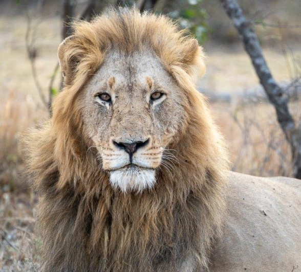 On of the Gijima male lions has joined forces with the Southern Pride. 