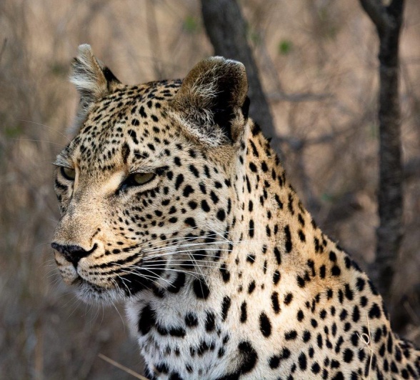 The doting mother, Ntsumi, doesn't let the cubs out of her sight. 