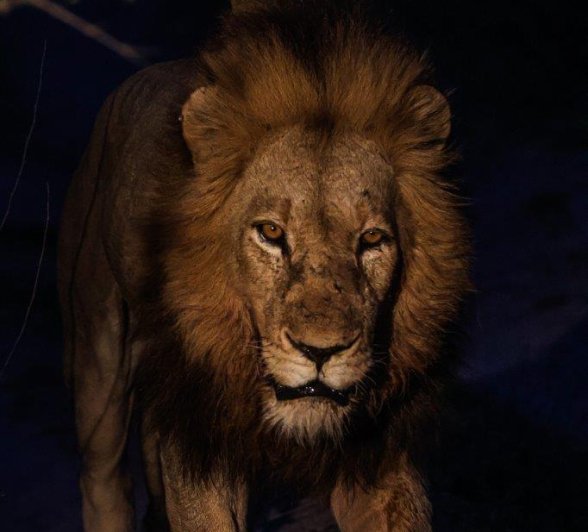 The formidable male lion known as Gijima patrols the night and roars to mark its territory. 