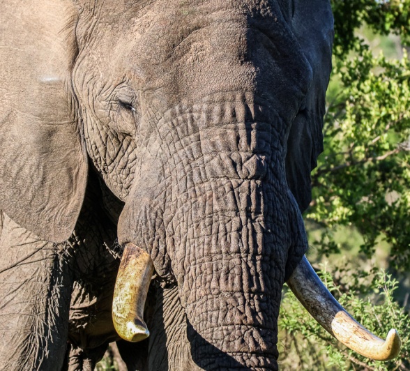 Elephants are also able to communicate with rumbling noises produced in the pouch. 