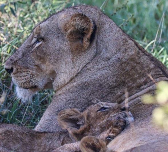 Lion cubs rest on their mother. The safest place in the world. Lion cubs rest on their mother. The safest place in the world.