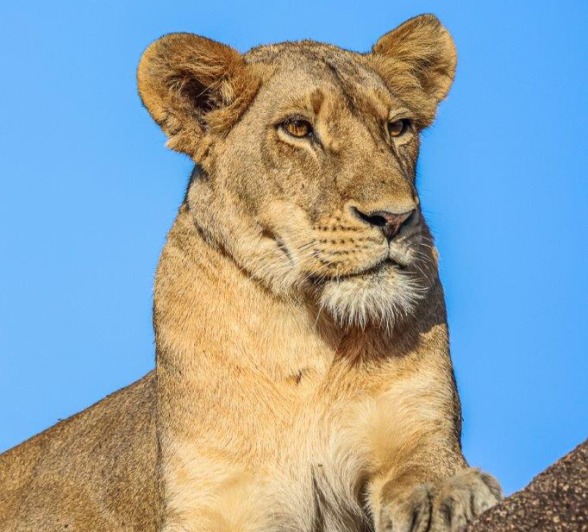 They are very active and don’t spend much time in the same area They are very active and don’t spend much time in the same area