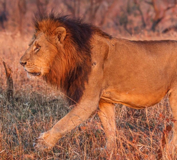 Looking for the other male lion