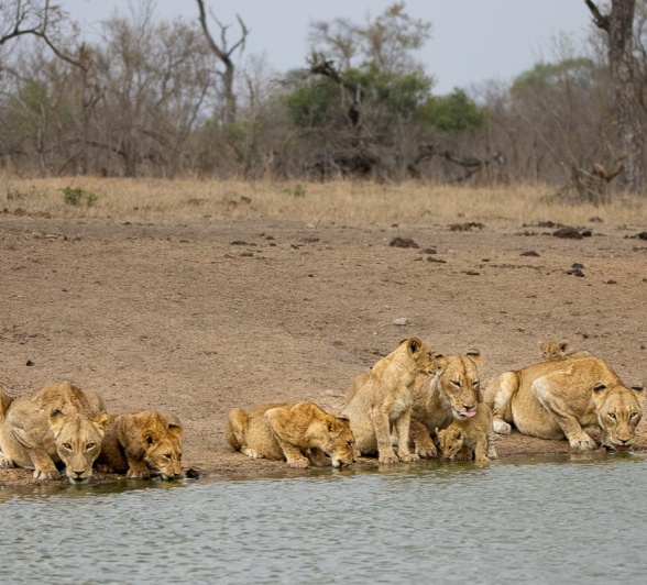 The Msuthlu Pride settling down for the night, the lionesses and cubs close together, creating a serene image of family.