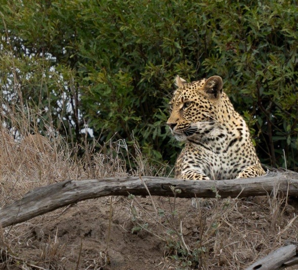 Leopard cub resting atop a hill, observing the landscape for prey or threat.
