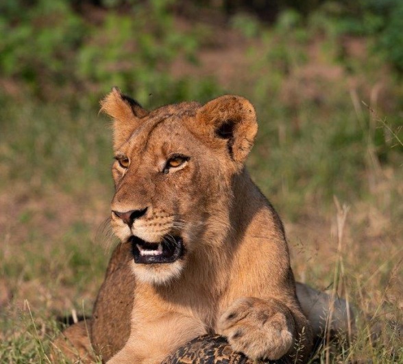 Sabi Sabi Viviane Ladner Southern Pride
