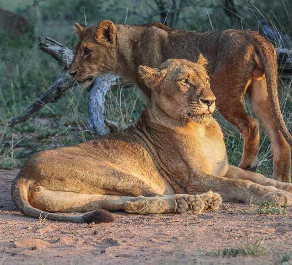 Sabi Sabi Ruan Mey Southern Pride At Dusk
