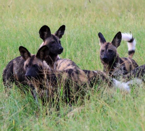 Wild dogs seen preparing for a hunt. Wild dogs seen preparing for a hunt.