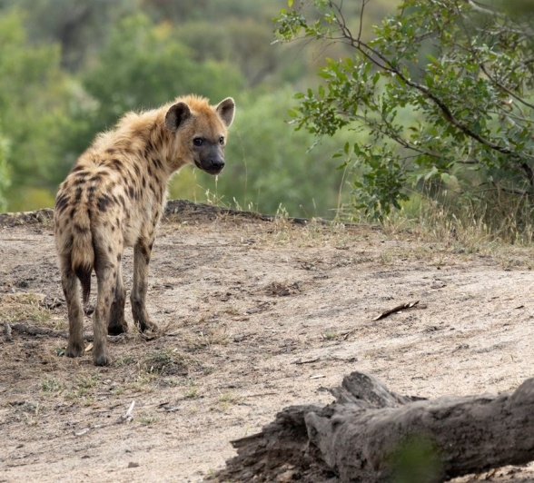 A hyena, always alert, looks back with distrust. A hyena, always alert, looks back with distrust.