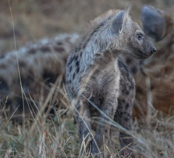 Sabi Sabi Ruan Mey Hyena Pup Sabi Sabi Ruan Mey Hyena Pup