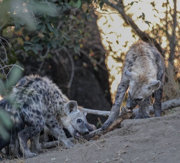 Sabi Sabi Ruan Mey Hyena Sabi Sabi Ruan Mey Hyena