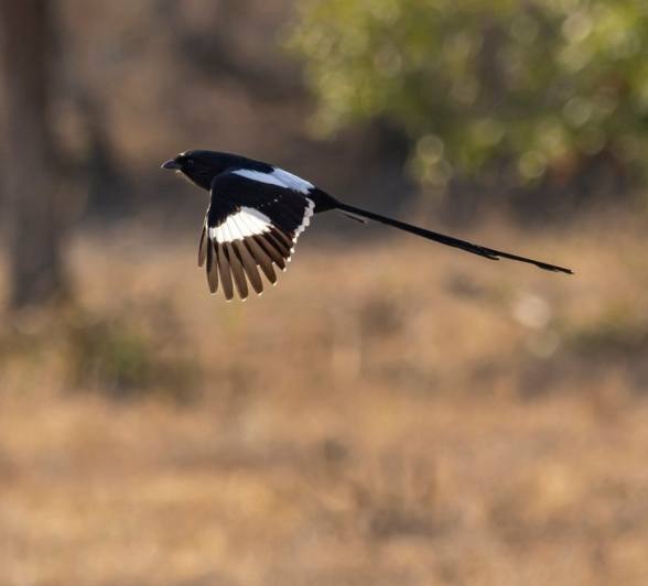 Sabi Sabi Benjamin Loon Magpie Shrike Sabi Sabi Benjamin Loon Magpie Shrike