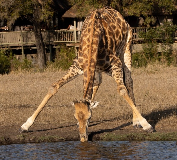 A giraffe drinks from a waterhole in front of Bush Lodge. A giraffe drinks from a waterhole in front of Bush Lodge.