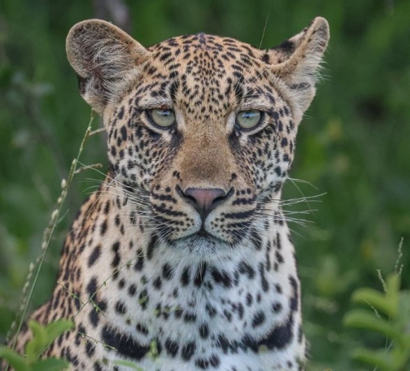 One of Golonyi's cubs is growing strong.