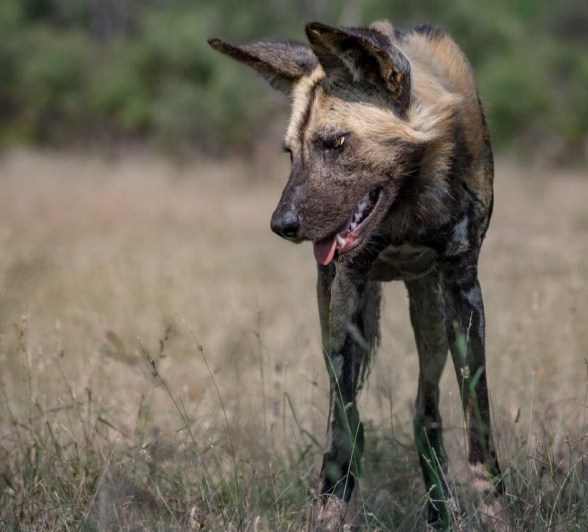 A wild dog prepares for the hunt. A wild dog prepares for the hunt.