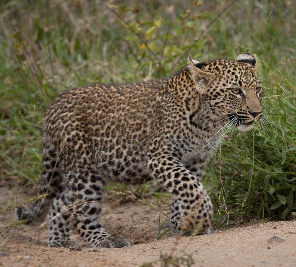 A full-bellied Ntsumi lay rather unfazed as her cubs, ever so brave, attempted to get past the unsuspecting hyenas. A full-bellied Ntsumi lay rather unfazed as her cubs, ever so brave, attempted to get past the unsuspecting hyenas.