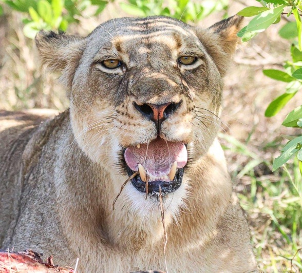 The Talamati female lions will finish every last bite of their kill. The Talamati female lions will finish every last bite of their kill.