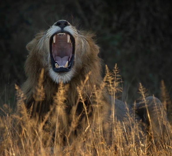 Gijima male gives loud roar Gijima male gives loud roar