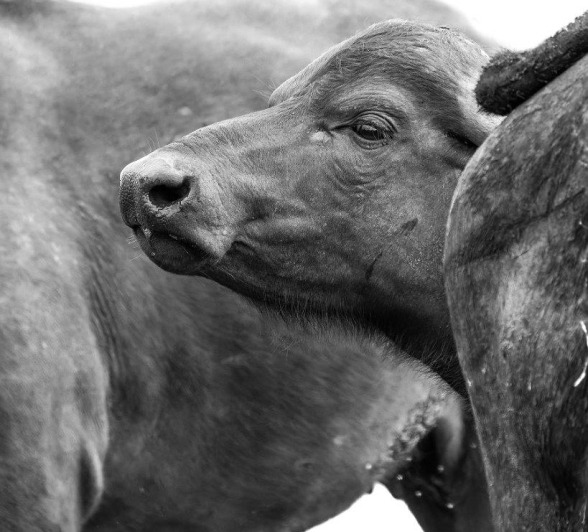 We encountered a large herd of buffalo, We encountered a large herd of buffalo,
