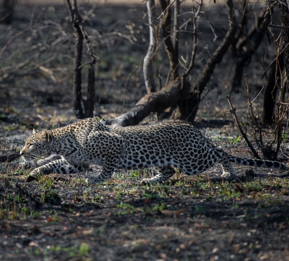 A leopard on the prowl in a recently burned landscape. A leopard on the prowl in a recently burned landscape.