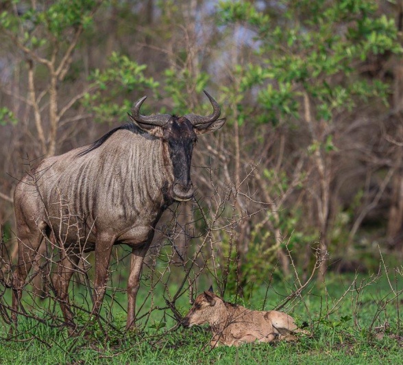 Sabi Sabi Ruan Mey Gnu Mother Stands Over Newborn Calf Sabi Sabi Ruan Mey Gnu Mother Stands Over Newborn Calf