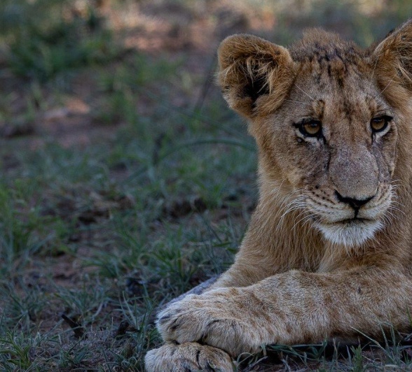 Sabi Sabi Ronald Mutero Southern Pride Member