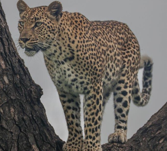 Sabi Sabi Ruan Mey Golonyi In Tree Sabi Sabi Ruan Mey Golonyi In Tree