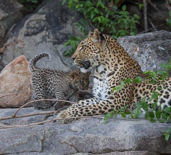 Golonyi was spotted wth her cub. 