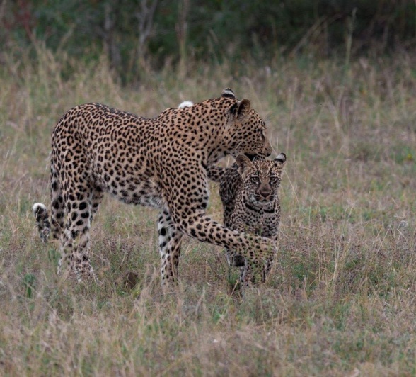 Golonyi and her cub play in the open.