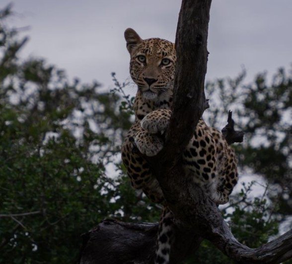 Golonyi looks at home in a tree.