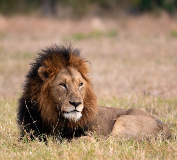 Sabi Sabi Viviane Ladner Gijima Male Sabi Sabi Viviane Ladner Gijima Male