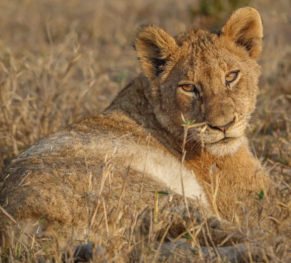 Sabi Sabi Ruan Mey Msuthlu Pride Member Sabi Sabi Ruan Mey Msuthlu Pride Member