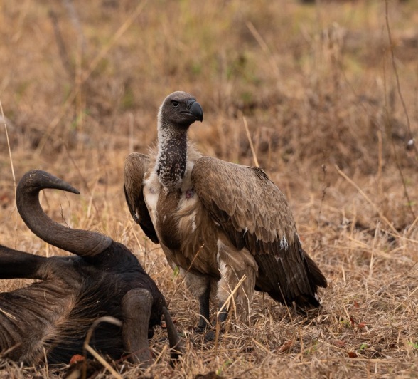 Sabi Sabi Viviane Ladner Hyena And Vulture Sabi Sabi Viviane Ladner Hyena And Vulture