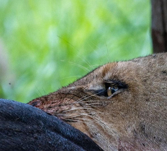 Sabi Sabi Ronald Mutero Southern Pride Female Lion
