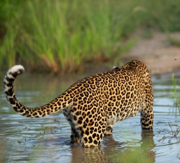 Sabi Sabi Josh Duffus Khurula In Water