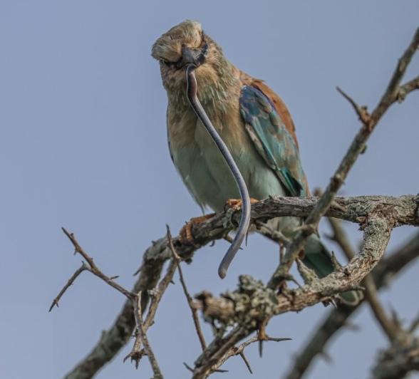 Sabi Sabi Ruan Mey Roller In Tree