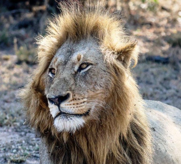 One of the Gijima male lions joined up with the Southern Pride. One of the Gijima male lions joined up with the Southern Pride.