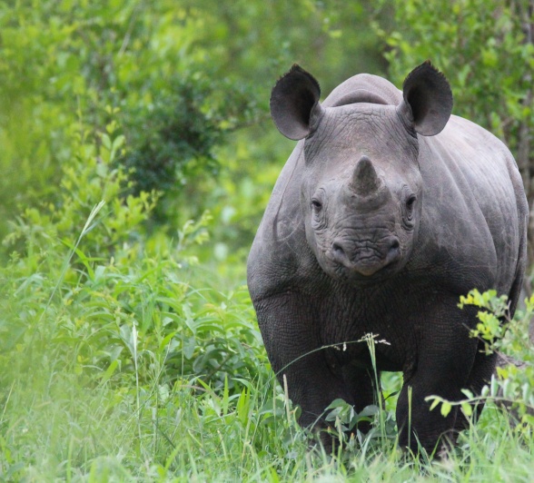 Black rhinos developed a smaller stature allowing them to navigate the thickets more effectively. Black rhinos developed a smaller stature allowing them to navigate the thickets more effectively.