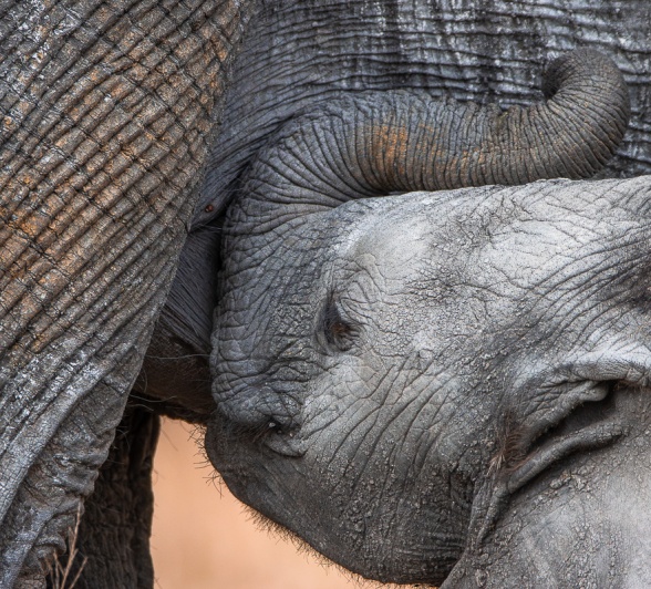 A female elephant nursing her calf. A female elephant nursing her calf.