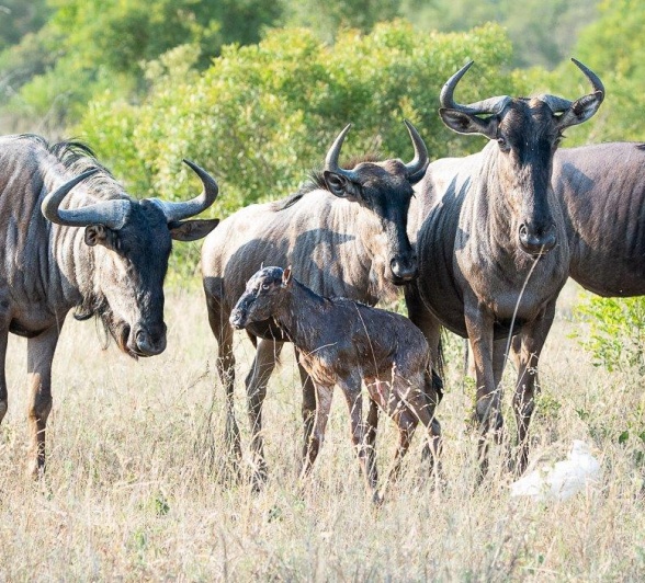 A newborn wildebeest calf finds it feet. A newborn wildebeest calf finds it feet.
