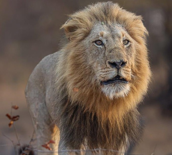 Sabi Sabi Ronald Mutero Gijima 1 Sabi Sabi Ronald Mutero Gijima 1