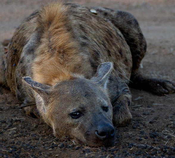Hyena resting as the sun sets, blending into the peaceful landscape.