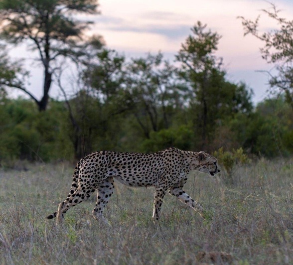 A cheetah walks through the wilderness. A cheetah walks through the wilderness.