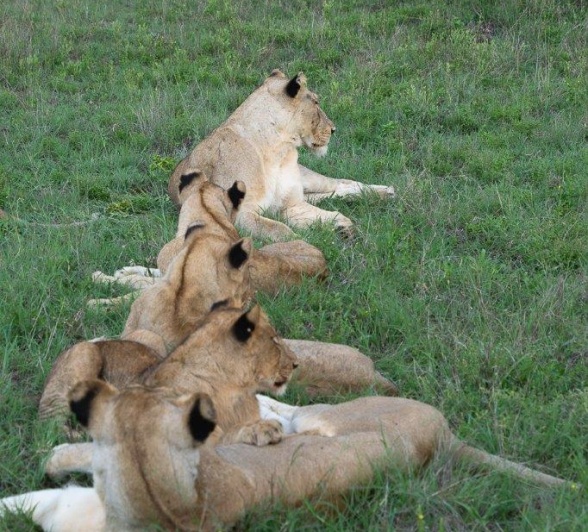 Sabi Sabi Franco Hay Msuthlu Pride Sabi Sabi Franco Hay Msuthlu Pride
