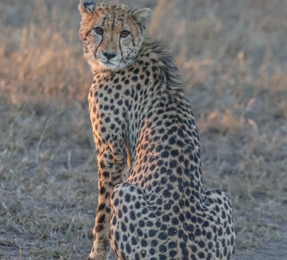 Sabi Sabi Ruan Mey Cheetah Sitting