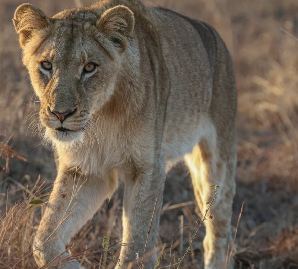 Sabi Sabi Ruan Mey Unknown Lion Sabi Sabi Ruan Mey Unknown Lion